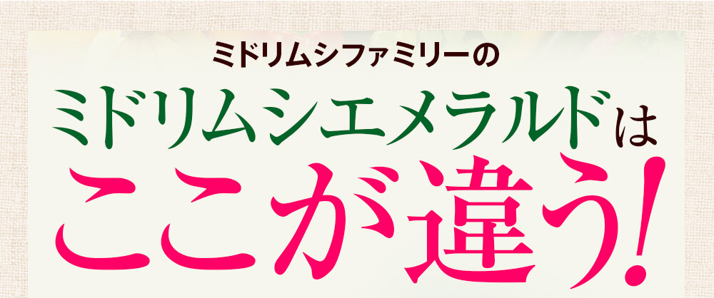 ミドリムシファミリーのミドリムシエメラルドはここが違う！
